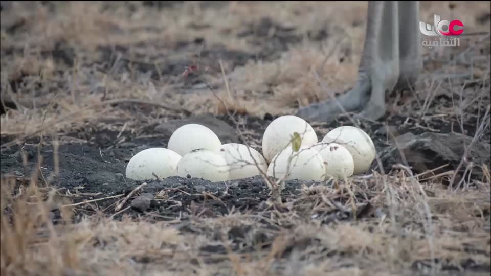 برنامج - كنوز الصحراء - الحلقة 25