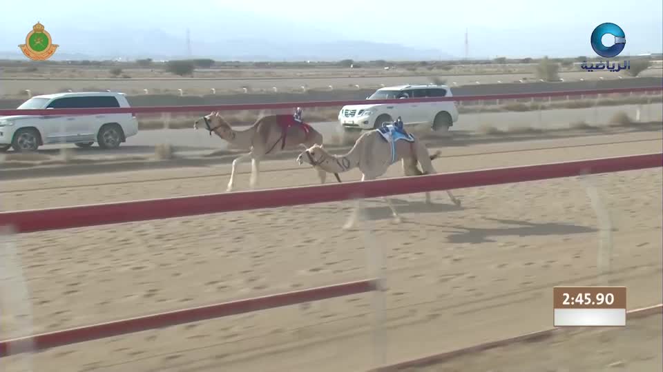 السباق العام للمهرجان السنوي لسباقات الهجن الاهلية - الفليج 2026 - الحلقة 10