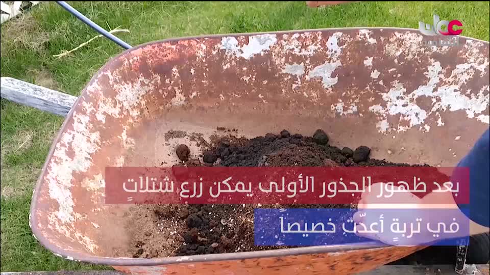 البرنامج الثقافي - عالم الأشجار