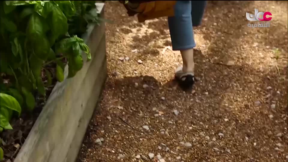 البرنامج الثقافي - عالم الأشجار