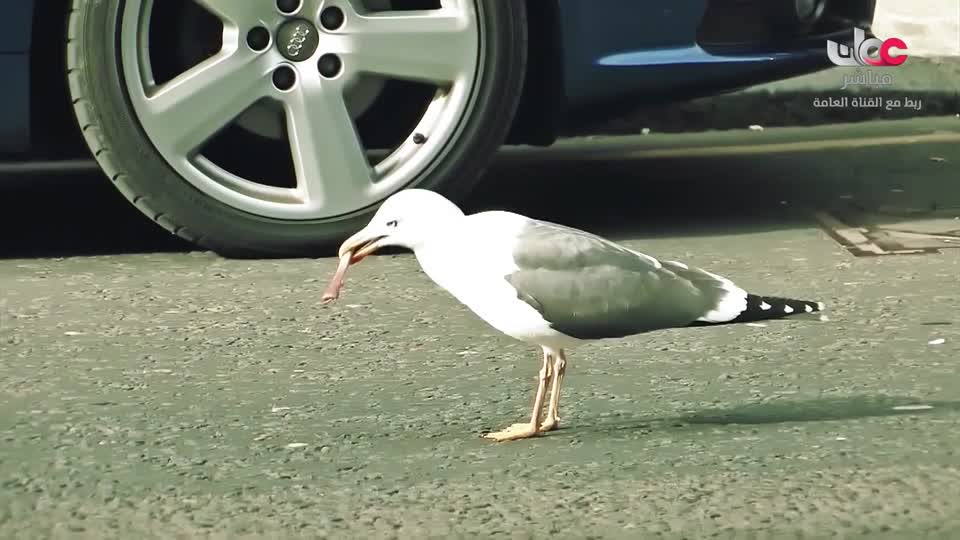 آذان العصـــــــر