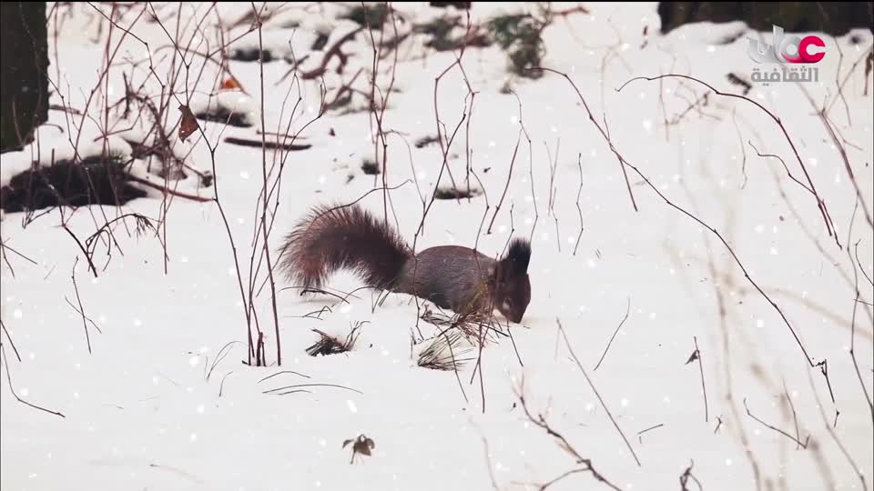 برنامج - كنوز الصحراء - الحلقة 26