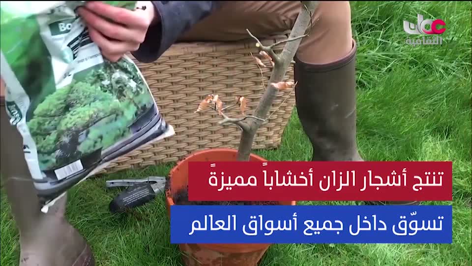 البرنامج الثقافي - عالم الأشجار