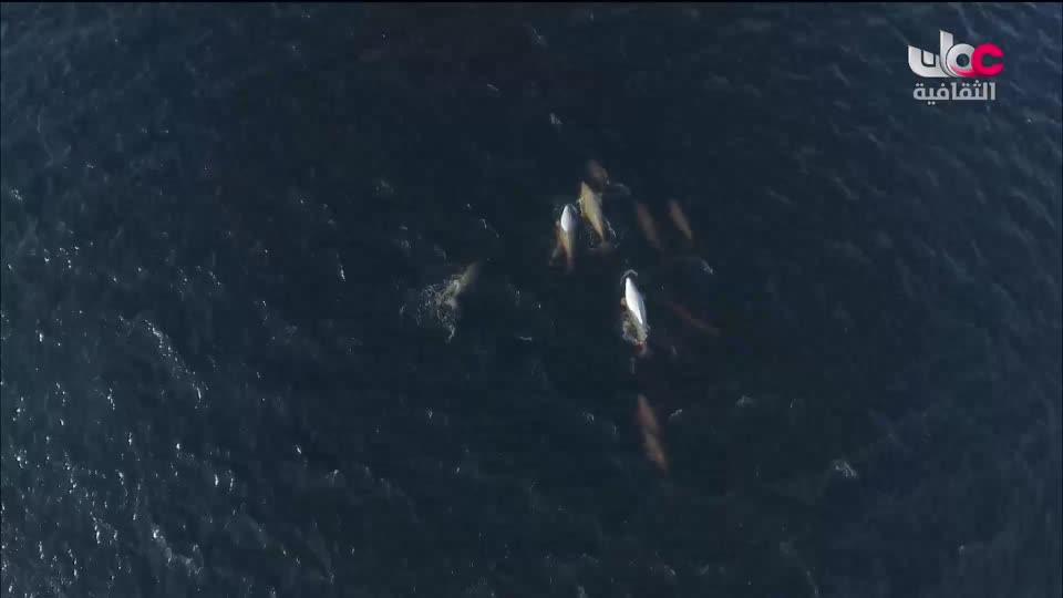 البرنامج الوثائقي - الأمن الغذائي - الحلقة 16