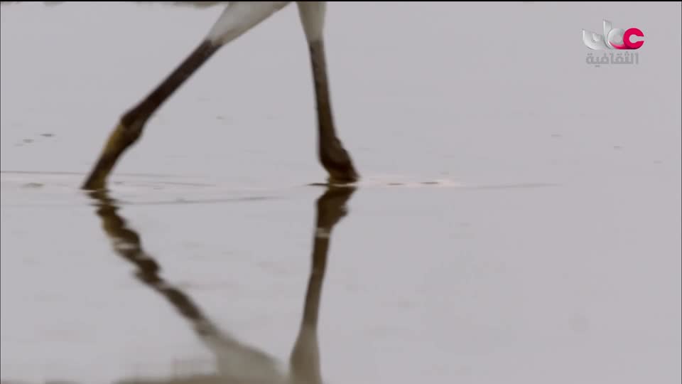 البرنامج الثقافي - غرائب الصحاري - الحلقة 5