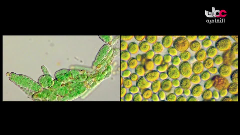 البرنامج الثقافي - الصراع من أجل البقاء