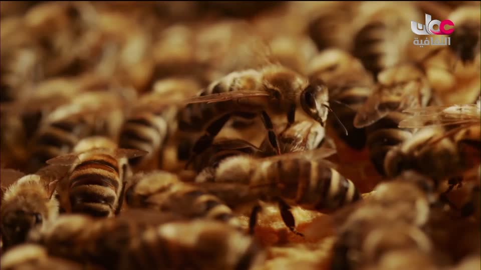 برنامج وثائقي من روسيا - ترويكا - الحلقة 4