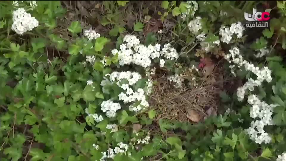 البرنامج الثقافي - عالم الأشجار