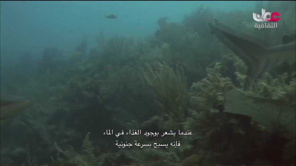 البرنامج الثقافي - الفضاء الشاسع - الحلقة 1