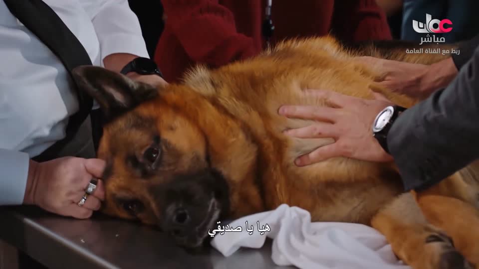 HUDSON AND REX - المسلسل الاجنبي - الحلقة 58