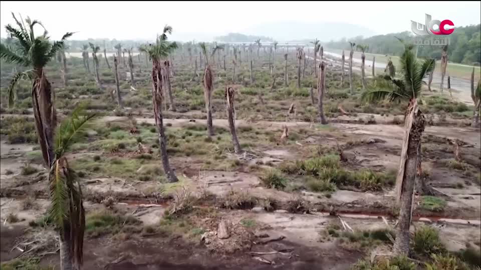 البرنامج الثقافي - عالم الأشجار