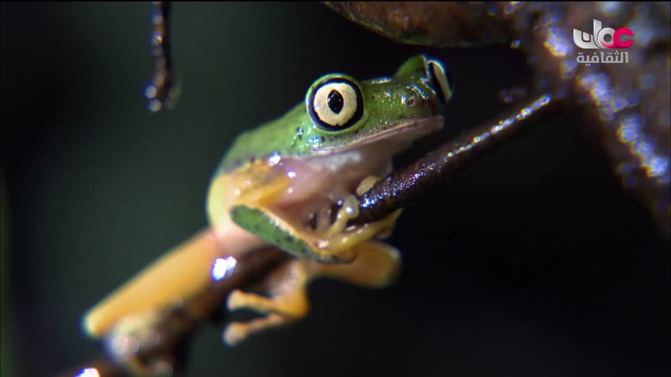 البرنامج الثقافي - الصراع من أجل البقاء