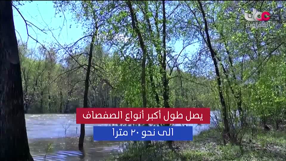 البرنامج الثقافي - عالم الأشجار