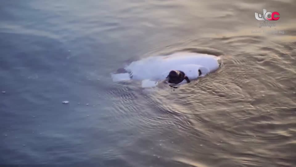 برنامج/متون