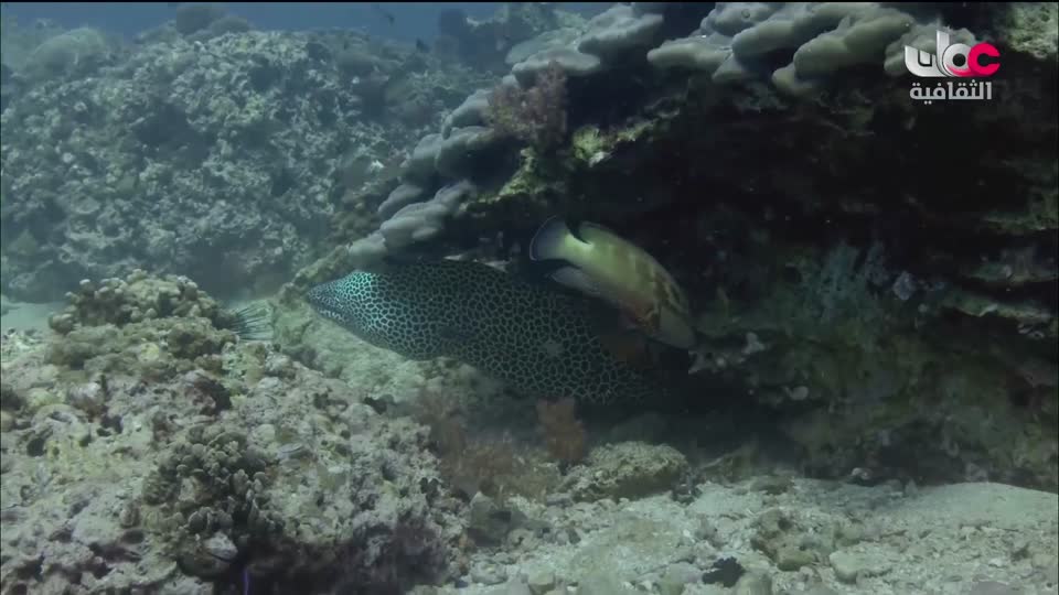 برنامج الحادي - الحلقة 17