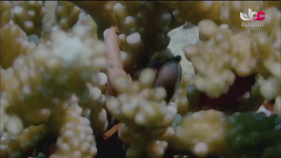 البرنامج الثقافي - غرائب البحار - الحلقة 4