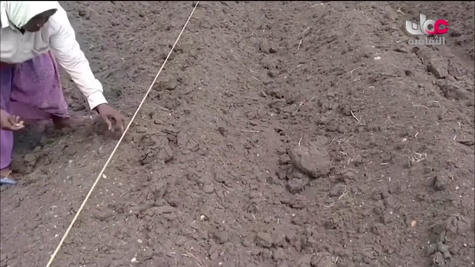 البرنامج الثقافي - عالم الأشجار