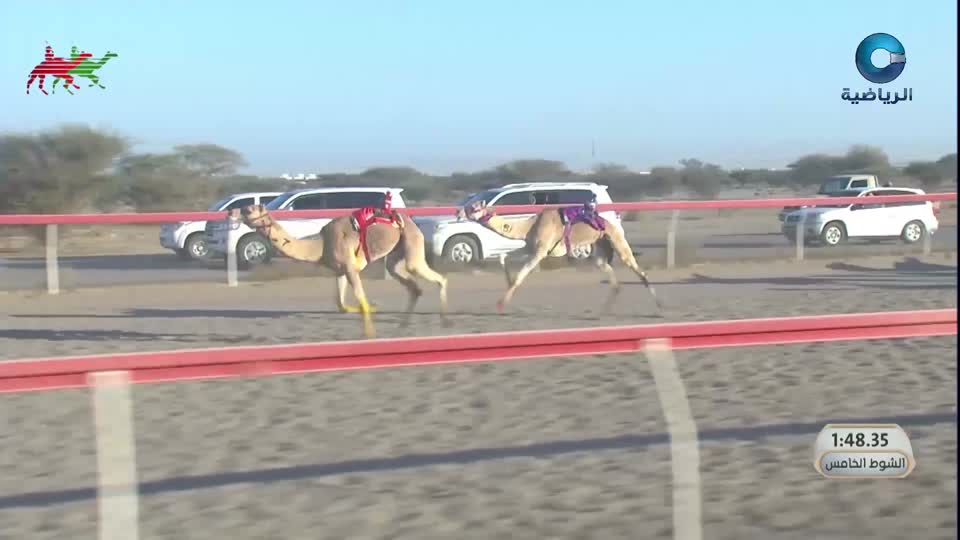السباق السنوي للإتحاد العماني للهجن - الفليج 2026 - الحلقة 4