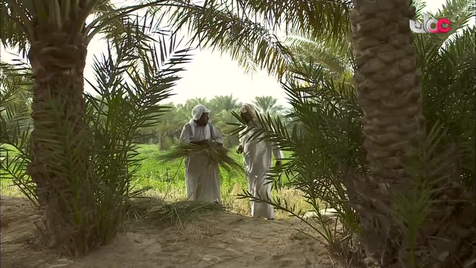 برنامج/الهندسة المعمارية