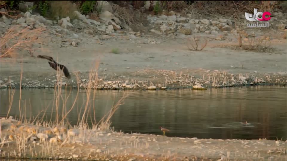 البرنامج الثقافي - أبجديات ثقافية - الحلقة 17