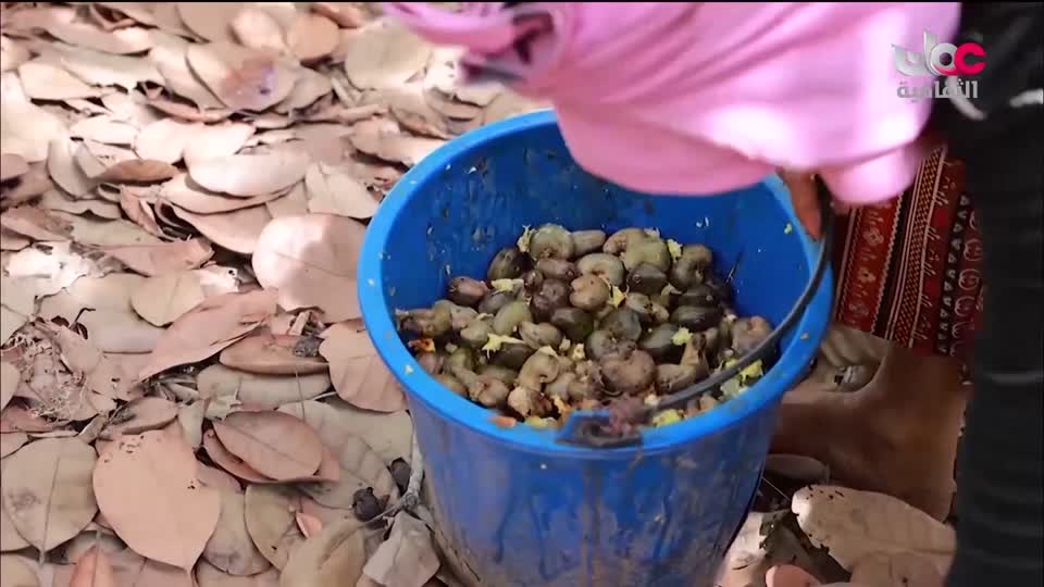 البرنامج الثقافي - عالم الأشجار