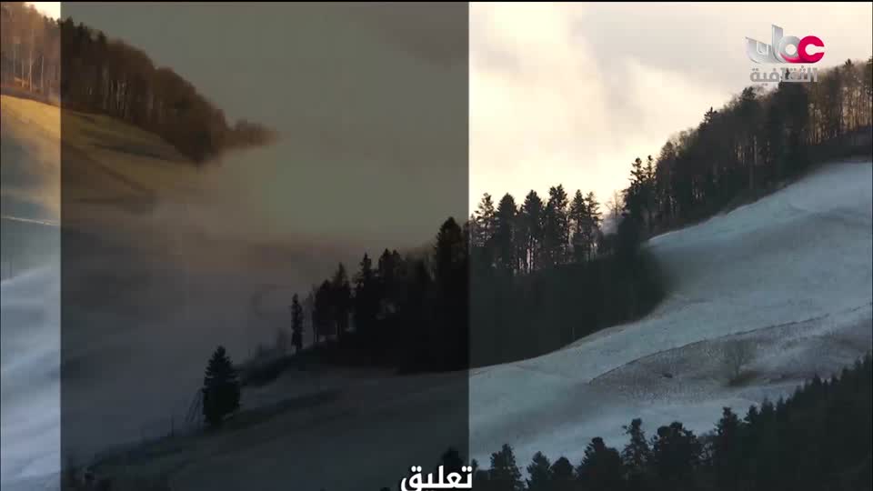 البرنامج الثقافي - عالم الأشجار