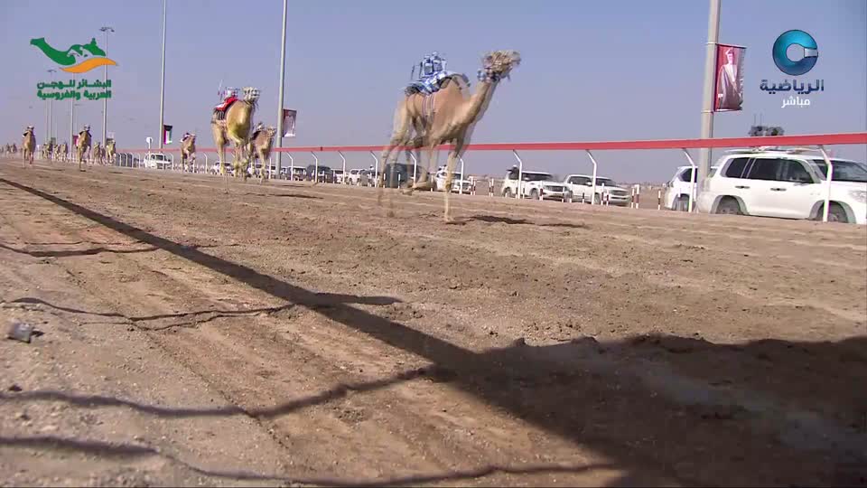 مهرجان البشائر السنوي التاسع لسباقات الهجن ـ 2026