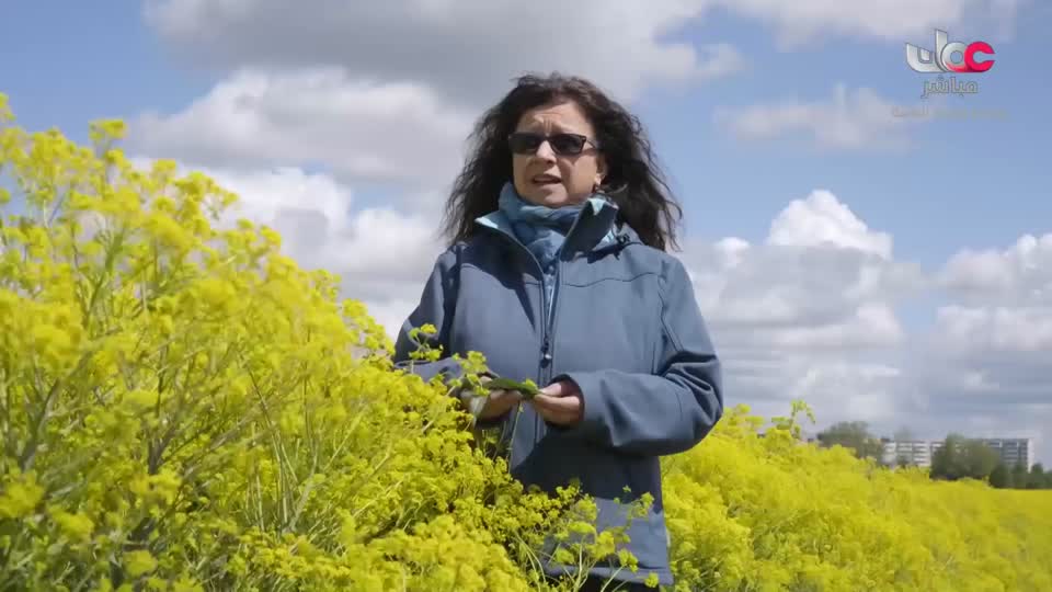 برنامج/عالم الجسور