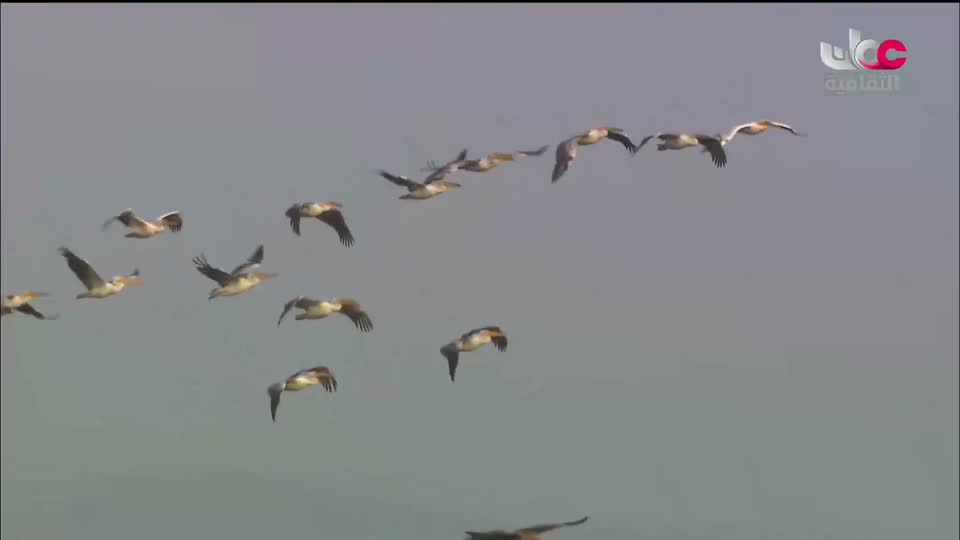 البرنامج الثقافي - الصراع من أجل البقاء