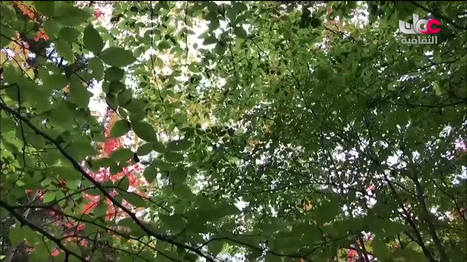 البرنامج الثقافي - عالم الأشجار