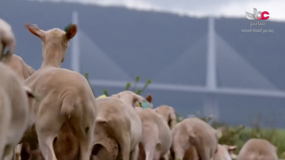 برنامج - عالم الجسور - الحلقة 7