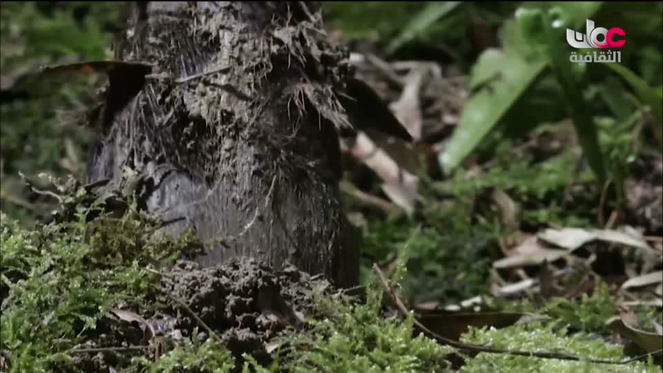 البرنامج الثقافي - عالم الأشجار