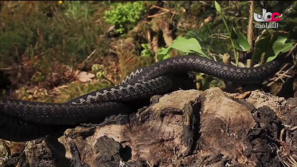 البرنامج الوثائقي - الأمن الغذائي - الحلقة 24