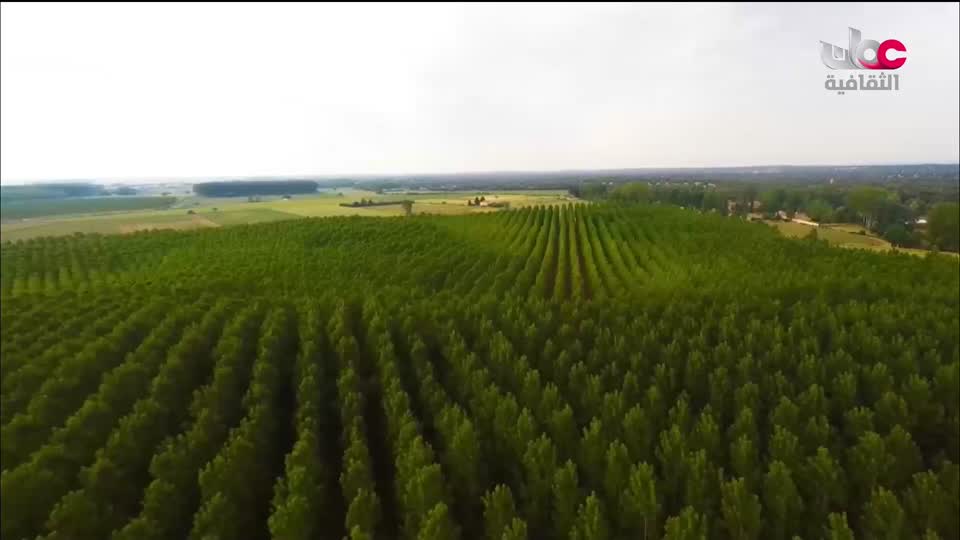 البرنامج الثقافي - عالم الأشجار