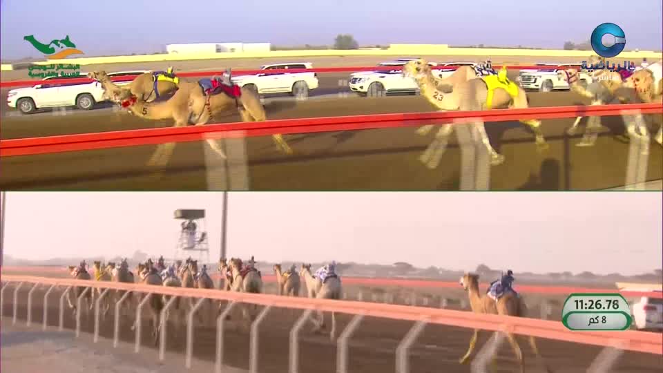 الأستوديو المصاحب لسباق هجن البشائر 2026 - الحلقة 4