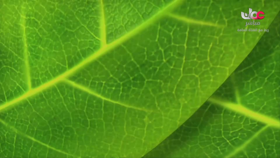 مسلسل الأطفال - ثعلوب بطل الاختراع