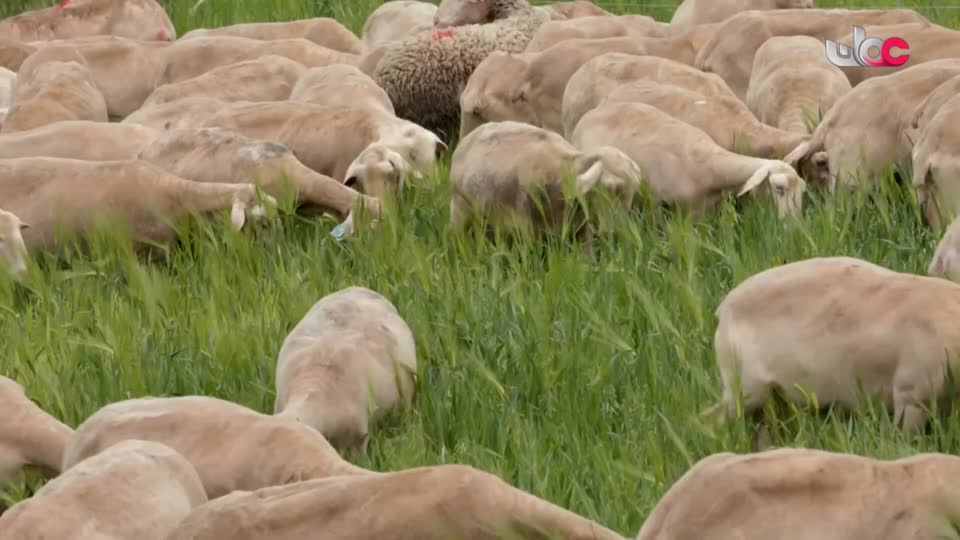 برنامج - عالم الجسور - الحلقة 7