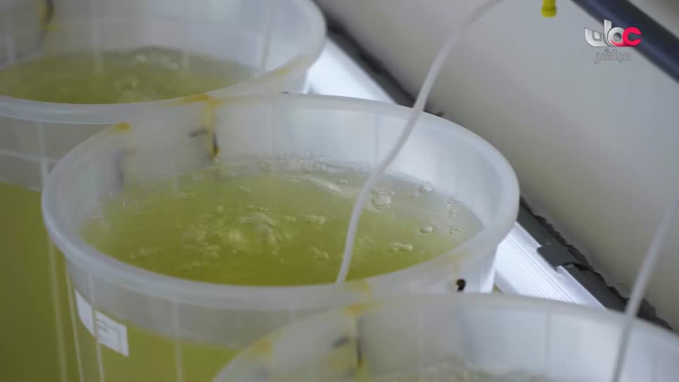 برنامج/عباب