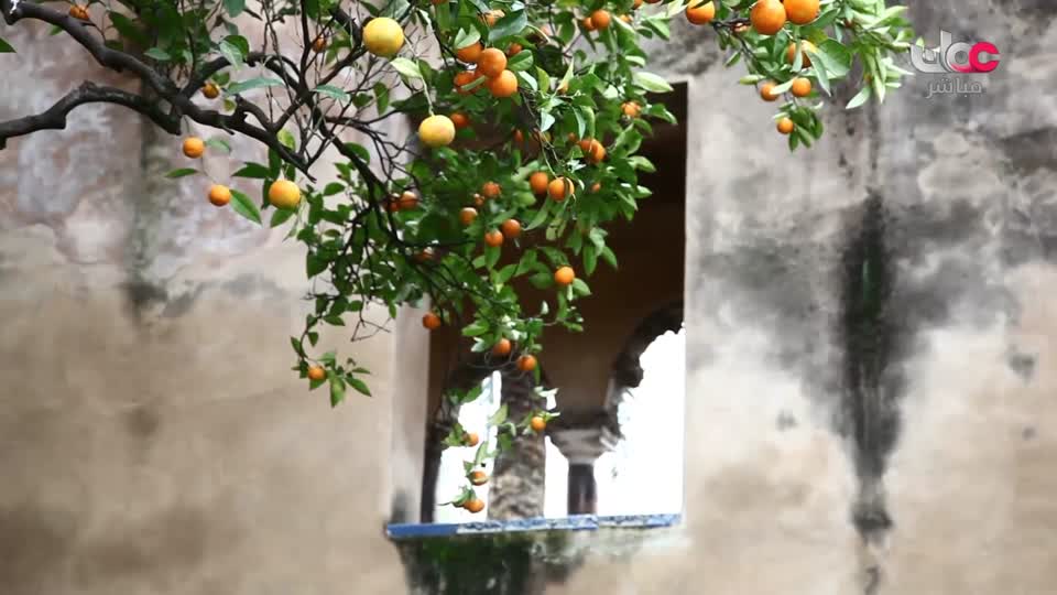 المسلسل المحلي القافر