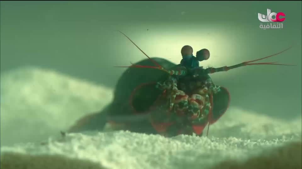 الفيلم الوثائقي - تحية العلم