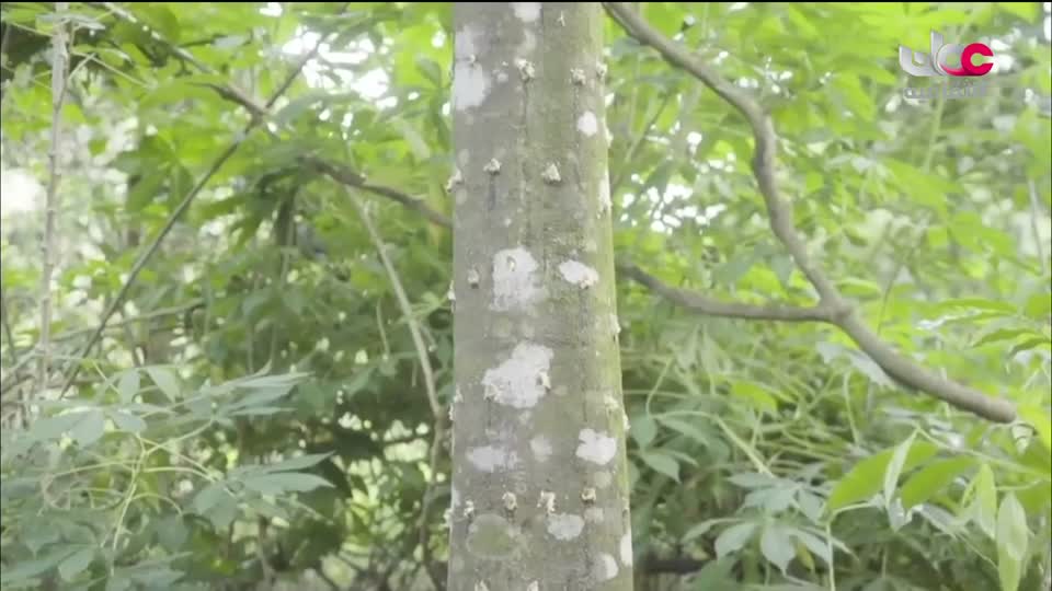 البرنامج الثقافي - زيوت عطرية - الحلقة 1