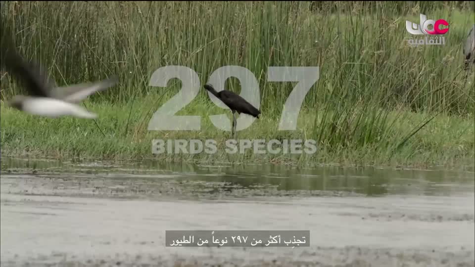 البرنامج الثقافي - سحر البيان - الحلقة 1