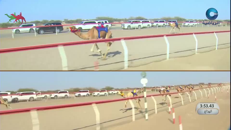 السباق السنوي للإتحاد العماني للهجن - الفليج 2026 - الحلقة 8