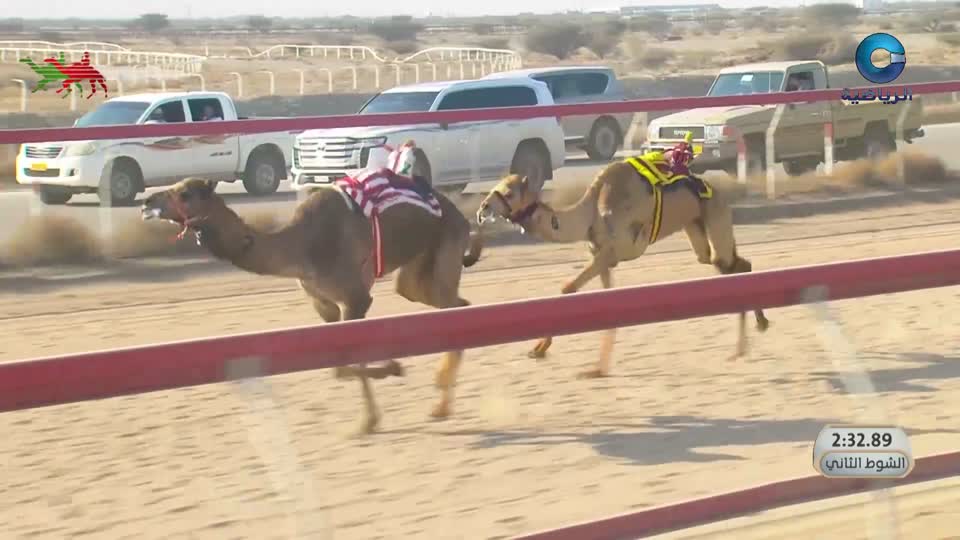 السباق السنوي للإتحاد العماني للهجن - الفليج 2026 - الحلقة 10