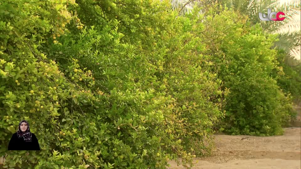 اخبار العاشرة