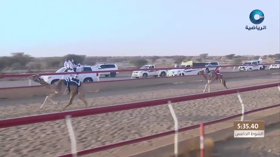 السباق العام للمهرجان السنوي لسباقات الهجن الاهلية - الفليج 2026 - الحلقة 1