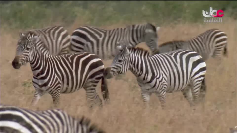 برنامج - الدنيا رمضان - الحلقة 16