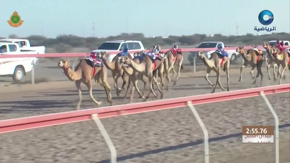 السباق العام للمهرجان السنوي لسباقات الهجن الاهلية - الفليج 2026 - الحلقة 5