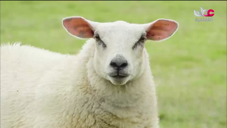 البرنامج الثقافي في خلقه شؤون - الموسم الثاني - الحلقة 17