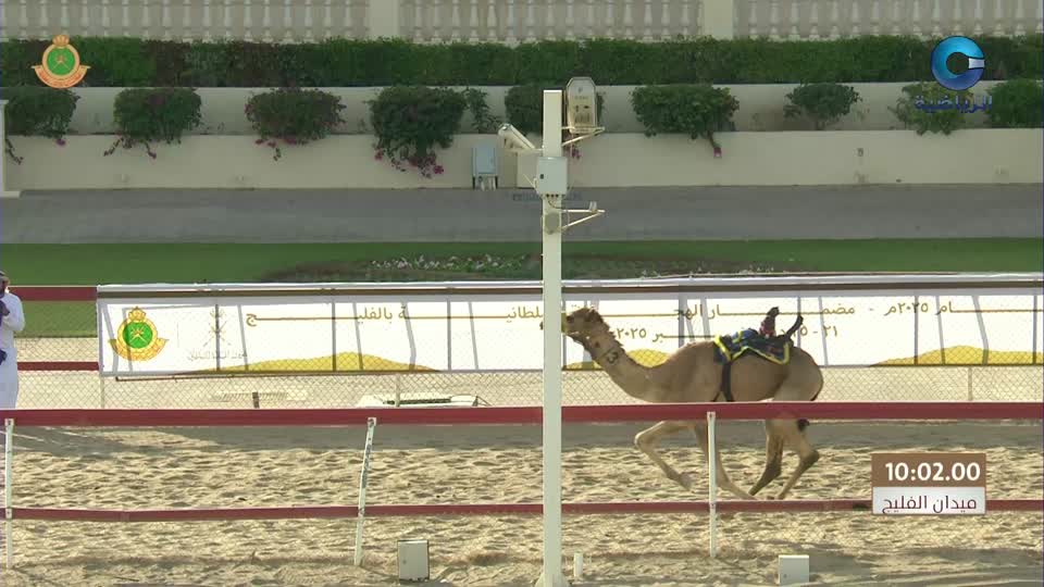 السباق العام للمهرجان السنوي لسباقات الهجن الاهلية - الفليج 2026 - الحلقة 8